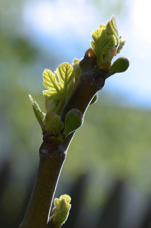 spring fig.jpg