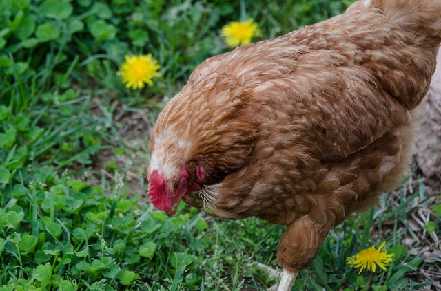 the chicken and the dandelion.jpg